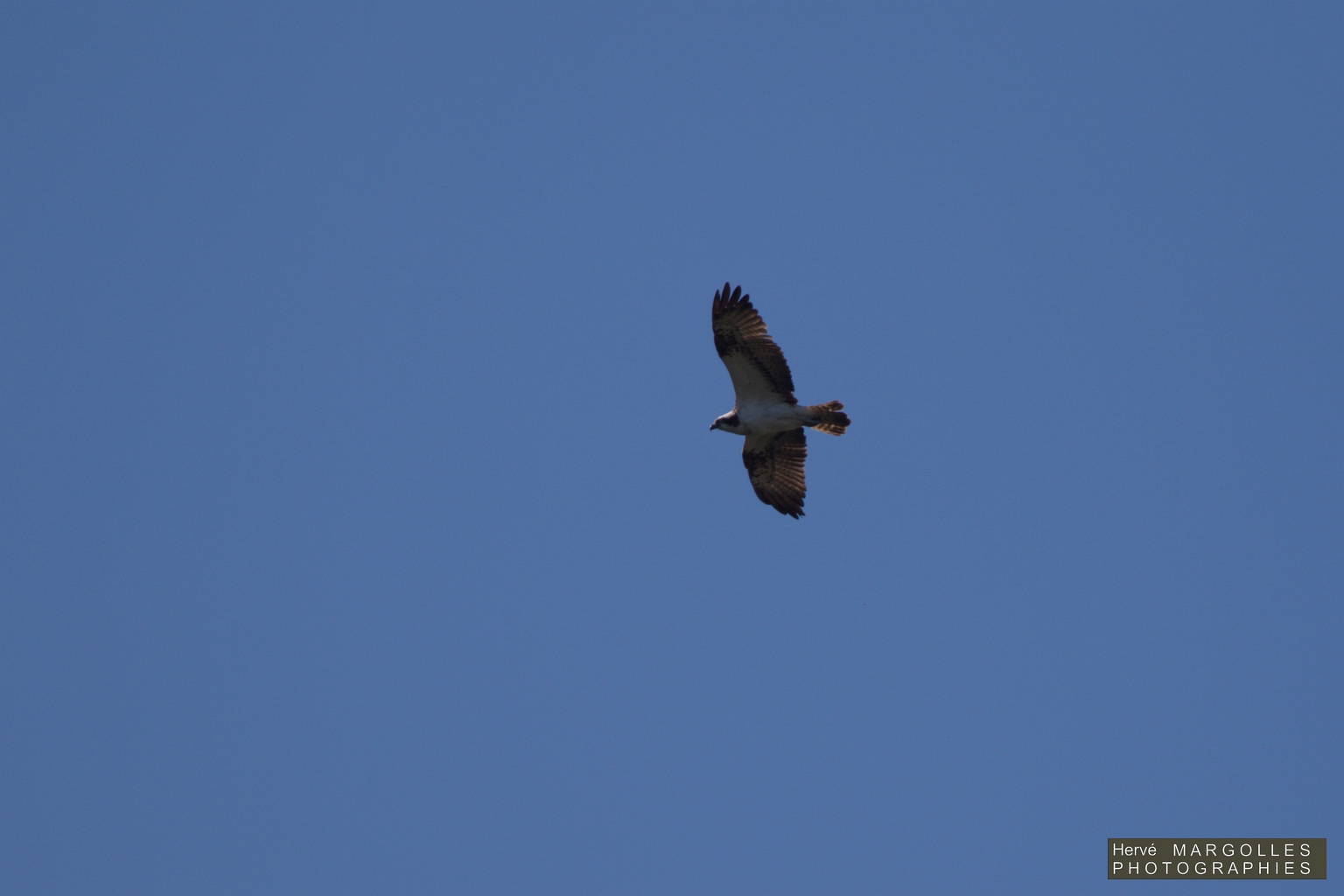 Balbuzard pecheur-01.jpg
